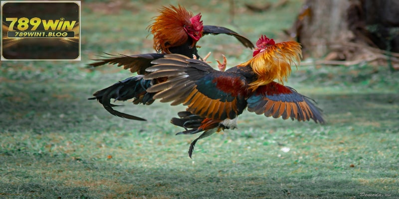 Đá Gà Thomo - Khám Phá Đấu Trường Nổi Tiếng Tại 789WIN 6 Đá Gà Thomo - Khám Phá Đấu Trường Nổi Tiếng Tại 789WIN