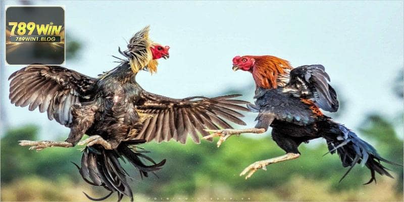Đá Gà Thomo - Khám Phá Đấu Trường Nổi Tiếng Tại 789WIN 3 Nắm bắt luật đá gà Thomo tại 789WIN nhằm dễ thắng lớn