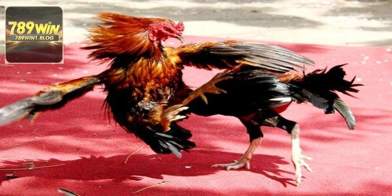 Đá Gà Thomo - Khám Phá Đấu Trường Nổi Tiếng Tại 789WIN 4 Biết được một vài lưu ý dưới đây sẽ giúp bạn tránh được sai sót