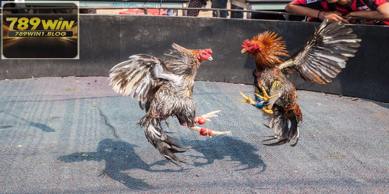 Luật Đá Gà Tại 789WIN - Khám Phá Về Trò Truyền Thống 3 Hiểu rõ về luật đá gà nhằm giải trí đỉnh cao, dễ thắng
