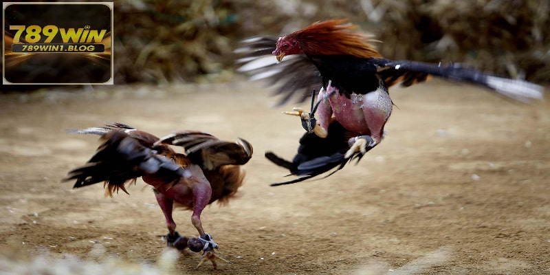 Luật Đá Gà Tại 789WIN - Khám Phá Về Trò Truyền Thống 4 Cược thủ cần nắm bắt được các nguyên tắc đặt kèo dưới đây